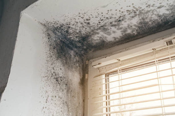 Trusted Mold Inspection service in Fairview, NC - Cheap Mold Removal